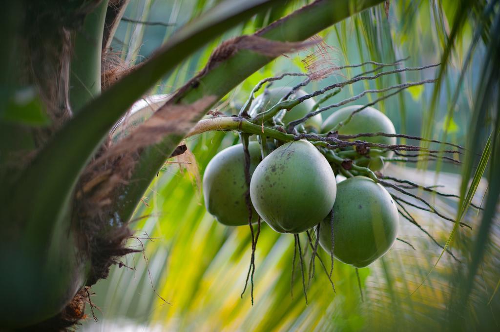 Hoi An Luna Villa Eksteriør billede