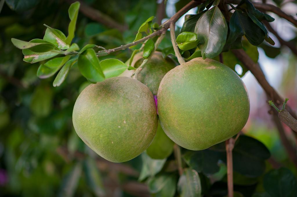 Hoi An Luna Villa Eksteriør billede